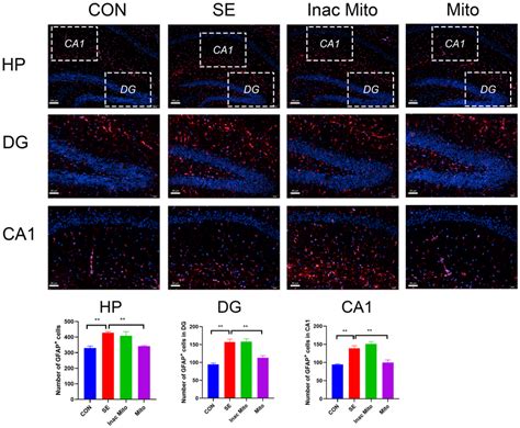 The Effect Of Exogenous Mitochondria On The Activated Astrocyte In Download Scientific Diagram