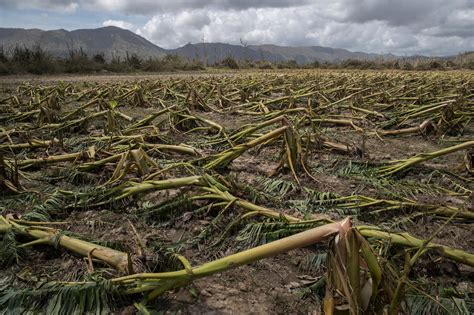 Puerto Ricos Agriculture And Farmers Decimated By Maria The New York