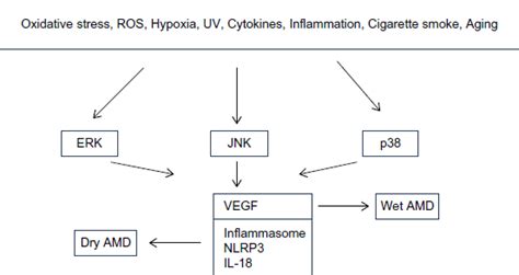 Schematic Presentation Depicting The Role Of ERK JNK And P38 In Dry