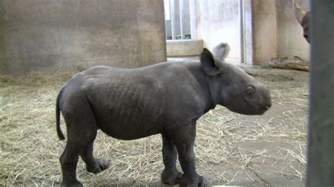 Rare Black Rhino Calf Born At Blank Park Zoo