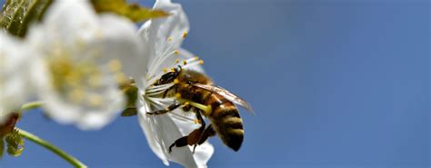 Tout Savoir Sur La Pollinisation Des Arbres Fruitiers