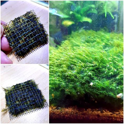 Pretty Moss Plate Moss Grid Fissidens Fontanus Phoenix Moss Aquarium