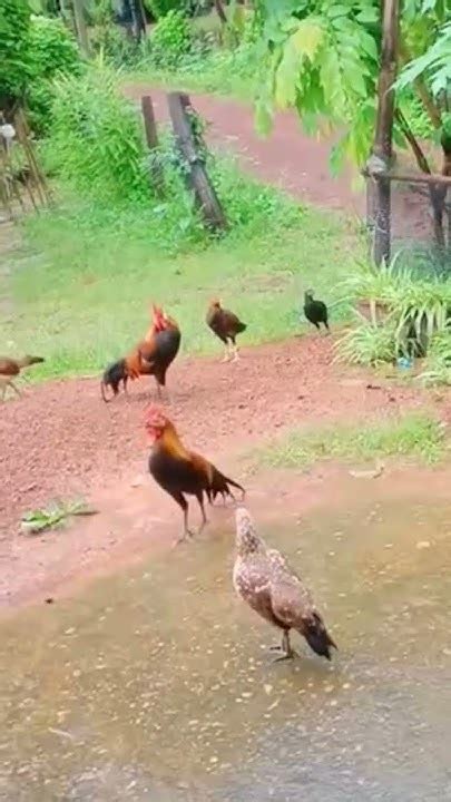 ฝนตกไก่ยืนรอ ไก่ต่อผสมสายไก่ป่า ไก่ต่อน้ำดี เพาะพันธุ์ไก่ต่อ Youtube