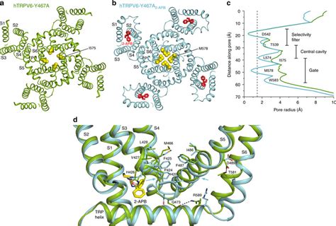 Open And Closed Pores In Cryo Em Structures Of Htrpv Y A And