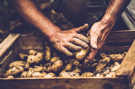 australias potato industry faces global competition