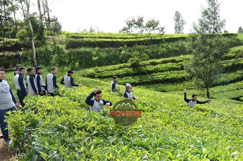 Kebun Teh Sukawana Tempat Wisata Outbound Di Bandung Murah Terbaru 2020