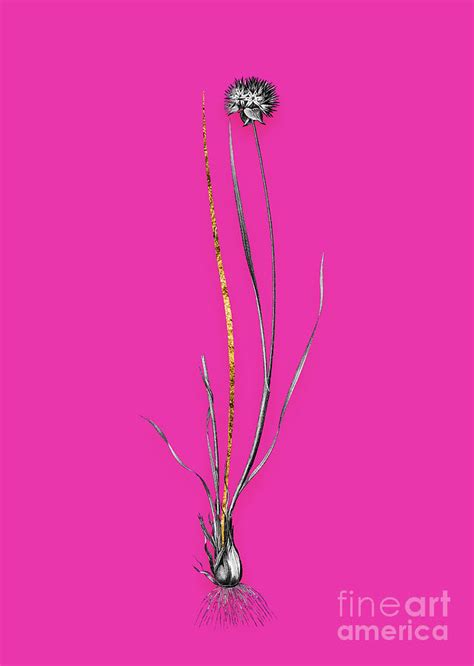 Vintage Allium Foliosum Black And White Gilded Floral Art On Hot Pink N