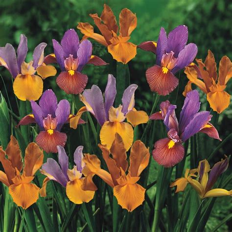 Brecks Multicolor Bronze Dutch Iris Bulbs 25 Pack 91876 At