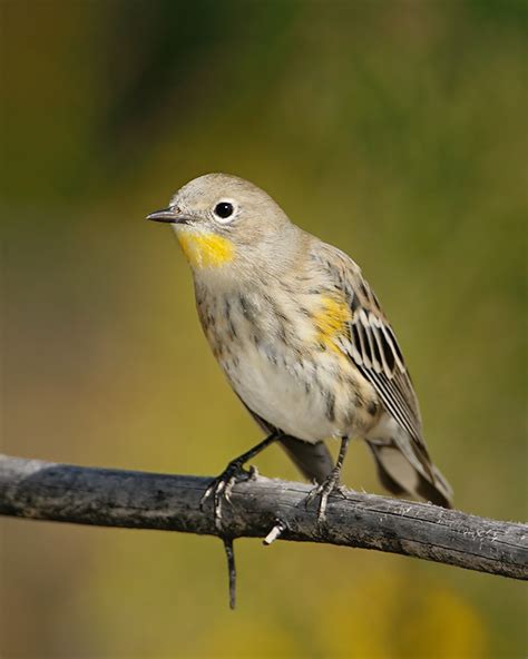 Yellow Rumped Warbler Audubons Warbler 1