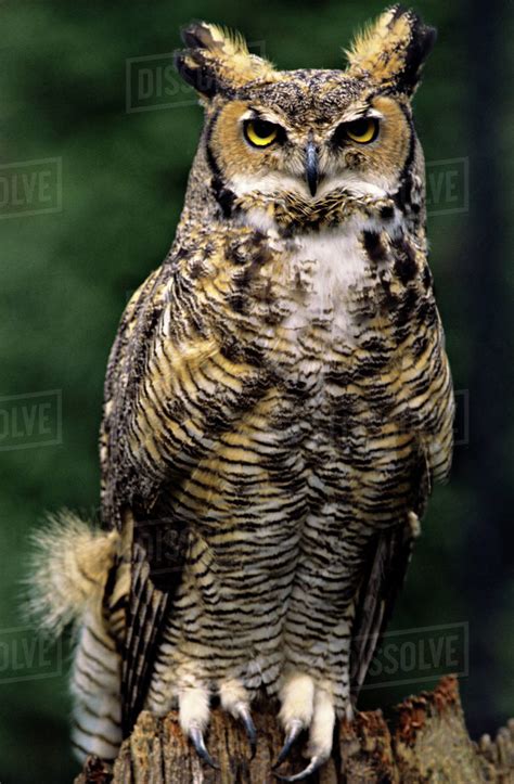 Great Horned Owl (Bubo virginianus), full body eye contact - Stock ...