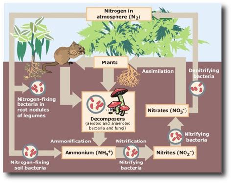 Why Is Maintaining Biodiversity Important