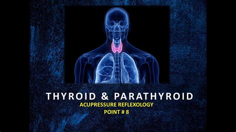 Acupressure Reflexology Point 8 THYROID PARATHYROID YouTube