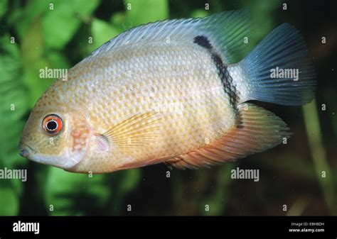 Suesswasserfisch fotografías e imágenes de alta resolución Alamy