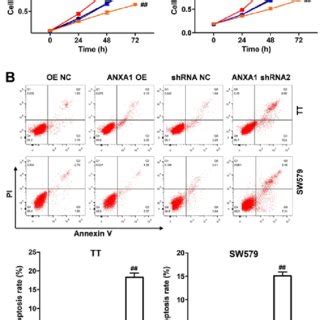 Downregulation Of ANXA1 Suppresses Proliferation And Promotes Apoptosis