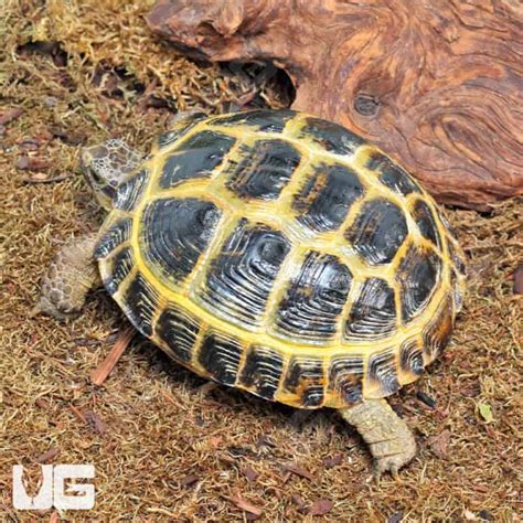 Russian Tortoises For Sale Underground Reptiles