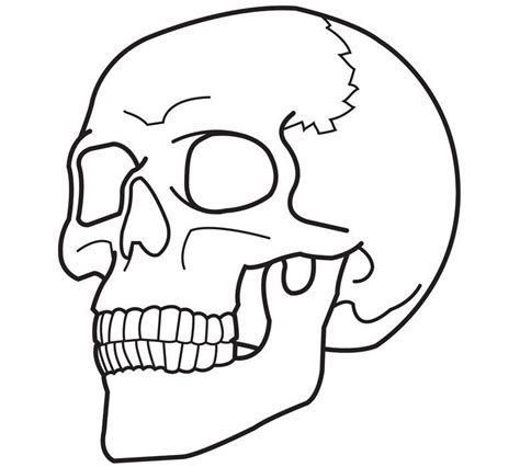 Free Printable Skull Coloring Pages For Kids Easy Skull Drawings