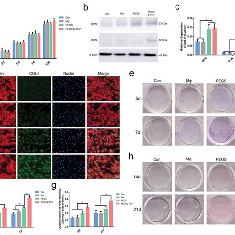 Osteogenic Differentiation Of Mscs A Cell Viability Of Mscs Cultured