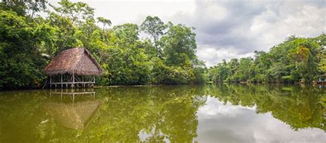 La Amazonía perdió 2 3 millones de hectáreas en 2020