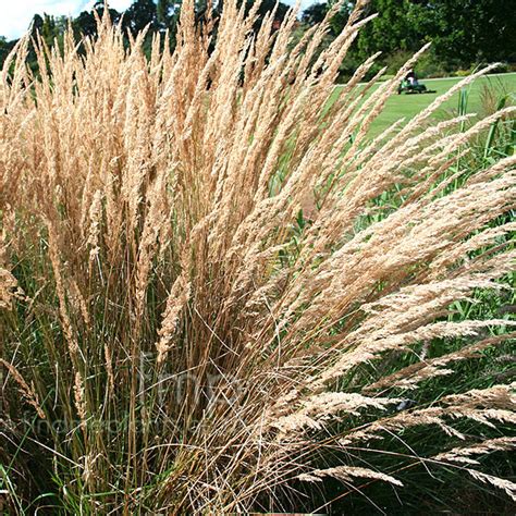 Calamagrostis X Acutiflora Karl Foerster Feather Reed Grass Information Pictures