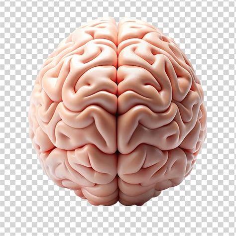 Images De Cerveau Transparent T L Chargement Gratuit Sur Freepik