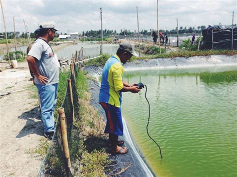 Blooming Plankton Di Tambak Udang Jala Blog