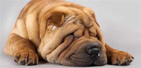 5 Wrinkly Dog Breeds: Dogs With Adorable Wrinkly Faces