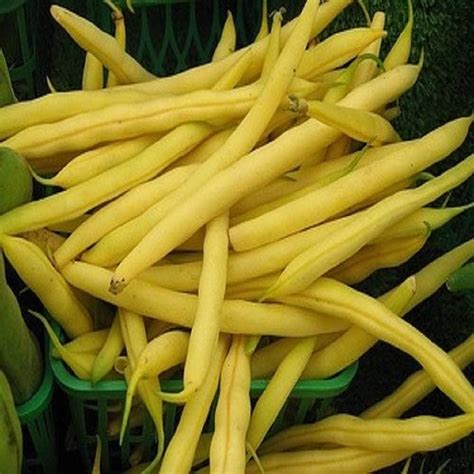 Top Notch Golden Wax Bush Bean Seeds Heirloom Non Gmo Country Creek