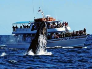 What To Know About Newport Oregon Whale Watching