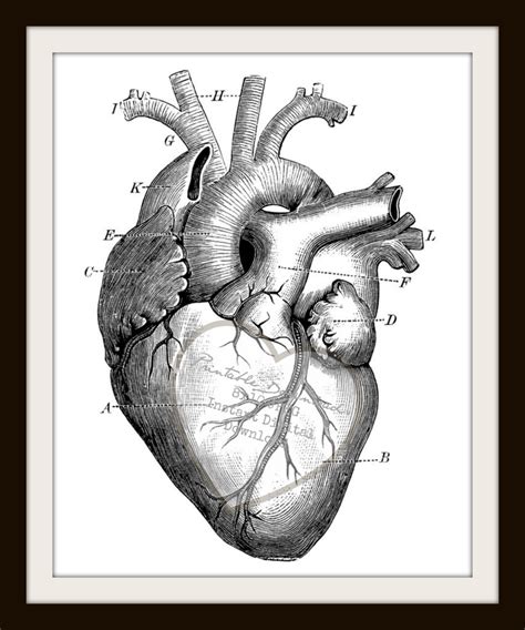 Anatomical Heart Sketch at PaintingValley.com | Explore collection of Anatomical Heart Sketch