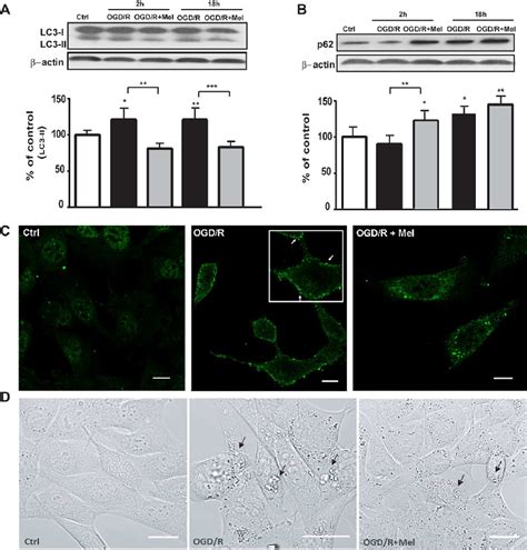 Figure 1 From Melatonin Attenuates Ischemic Like Cell Injury By