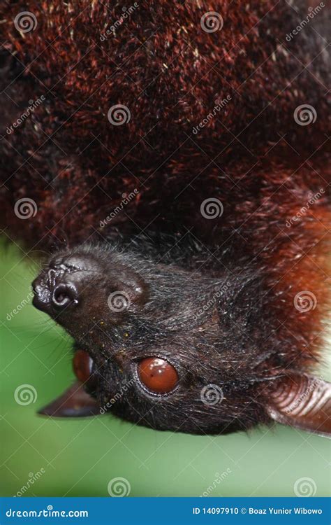 Portrait of Bat stock photo. Image of hear, wild, eyes - 14097910