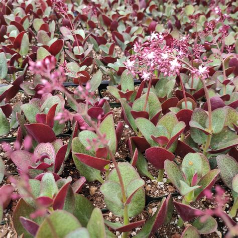 Crassula Streyi Succulent Plant Shown In 2 Pot Succulents Depot