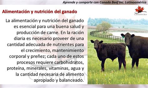 Alimentación Y Nutrición Del Ganado Canadian Beef