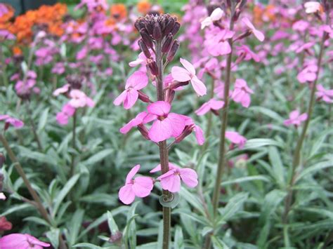 Erysimum 'Bowles Mauve' - Herbaceous - Plants