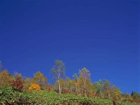 无人横图室外白天正面旅游度假草地草原草坪美景秋季森林树林植物长野县日本亚洲景观娱乐草树树木蓝色