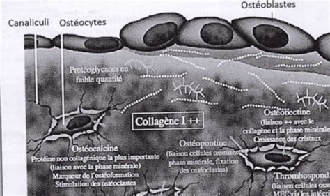 Tissu Osseux Flashcards Quizlet