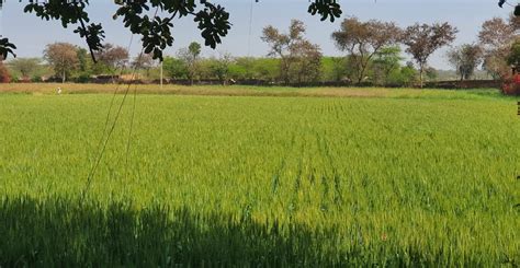 Farmland For Sale Kharak Sohna Hans Kumar