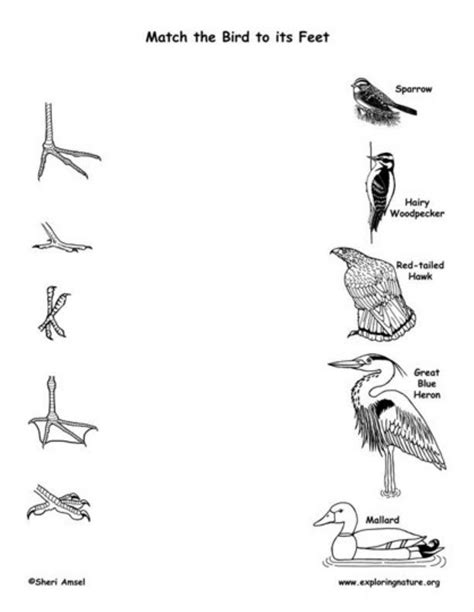 Bird Beaks Matching Worksheet Teacher Made Twinkl Worksheets Library