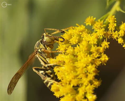 Northern Paper Wasp Project Noah