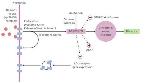 Metabolismo Del Colesterol Concise Medical Knowledge