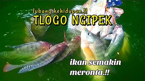 Hujan Reda Mancing Nila Lubang Semakin Mengganas YouTube