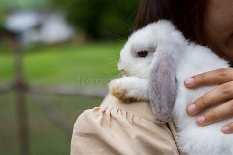 Asian Woman Holding And Carrying Cute Rabbit With Tenderness And Love