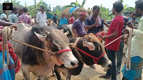 আজ বৃহস্পতিবার ৬ জুন২৪ ফটাফট চট্টগ্রামের ব্যবসায়ী কুরবানির দেশাল জাতের ষাঁড় গরু কি দামে