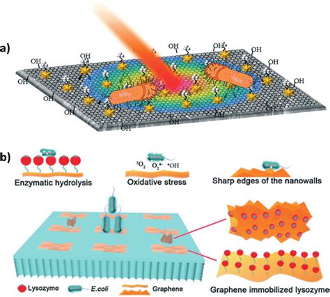 a) Schematic illustration for the bactericidal mechanism of the... | Download Scientific Diagram