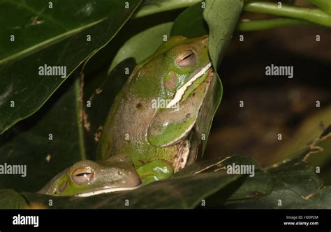 Biggest Tree Frog Of The World Hi Res Stock Photography And Images Alamy