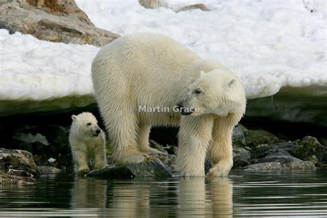 Martin Grace Photography Female Polar Bear Ursus Maritimus With Her