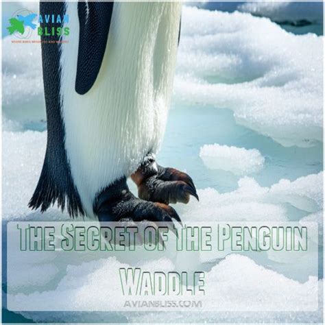 Do Penguins Have Knees The Truth Behind Their Hilarious Waddle Revealed