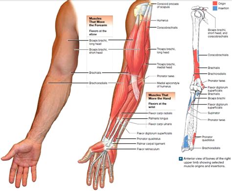 Arm Bones And Muscles Diagram