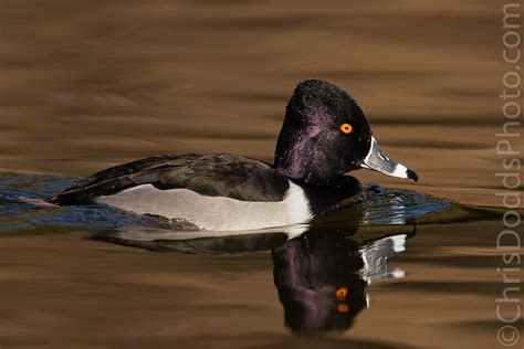 Ring-necked Duck Drake — Nature Photography Blog