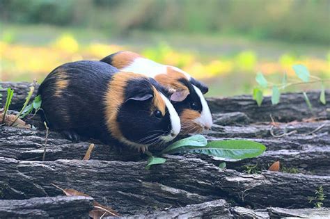 How Long Do Guinea Pigs Live Protect My Paws